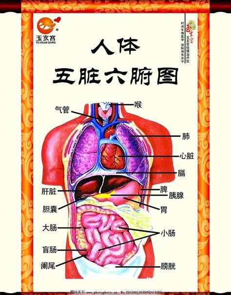 女胃位置|人体图五脏的位置图分布图 (人体结构解剖图)